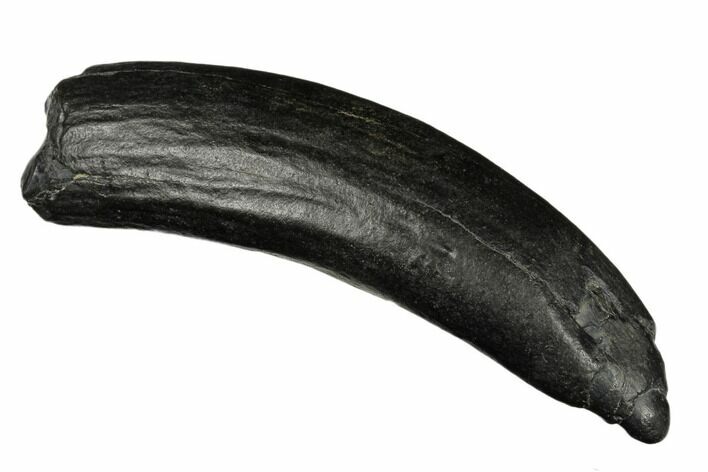 Fossil Pygmy Sperm Whale (Kogiopsis) Tooth - South Carolina #185997